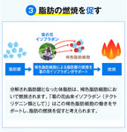 【サプリメント】önaka（おなか）_CP PILLBOX SUPPLEMENTS ピルボックスサプリメント